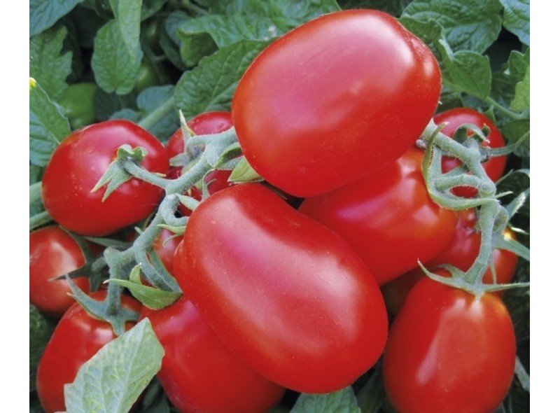 Семена томата 1510 F1 (5000 семян), Lark Seeds